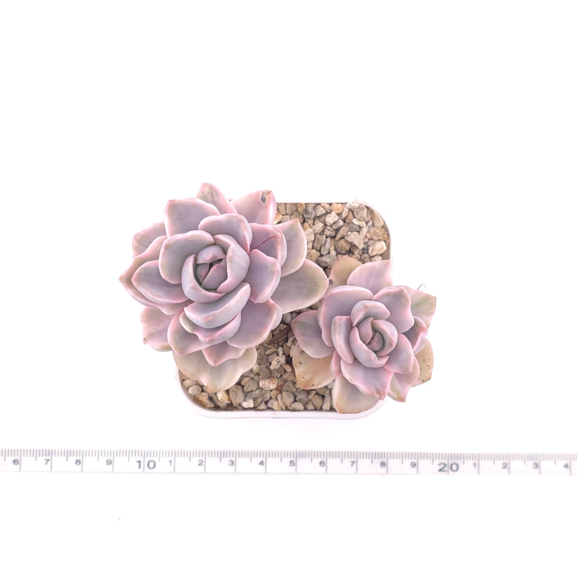 Graptoveria ‘Mrs Richard’ variegated | 彩虹糖錦 thumbnail 4