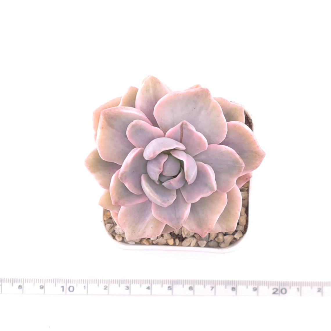 Graptoveria ‘Mrs Richard’ variegated | 彩虹糖錦 thumbnail 4