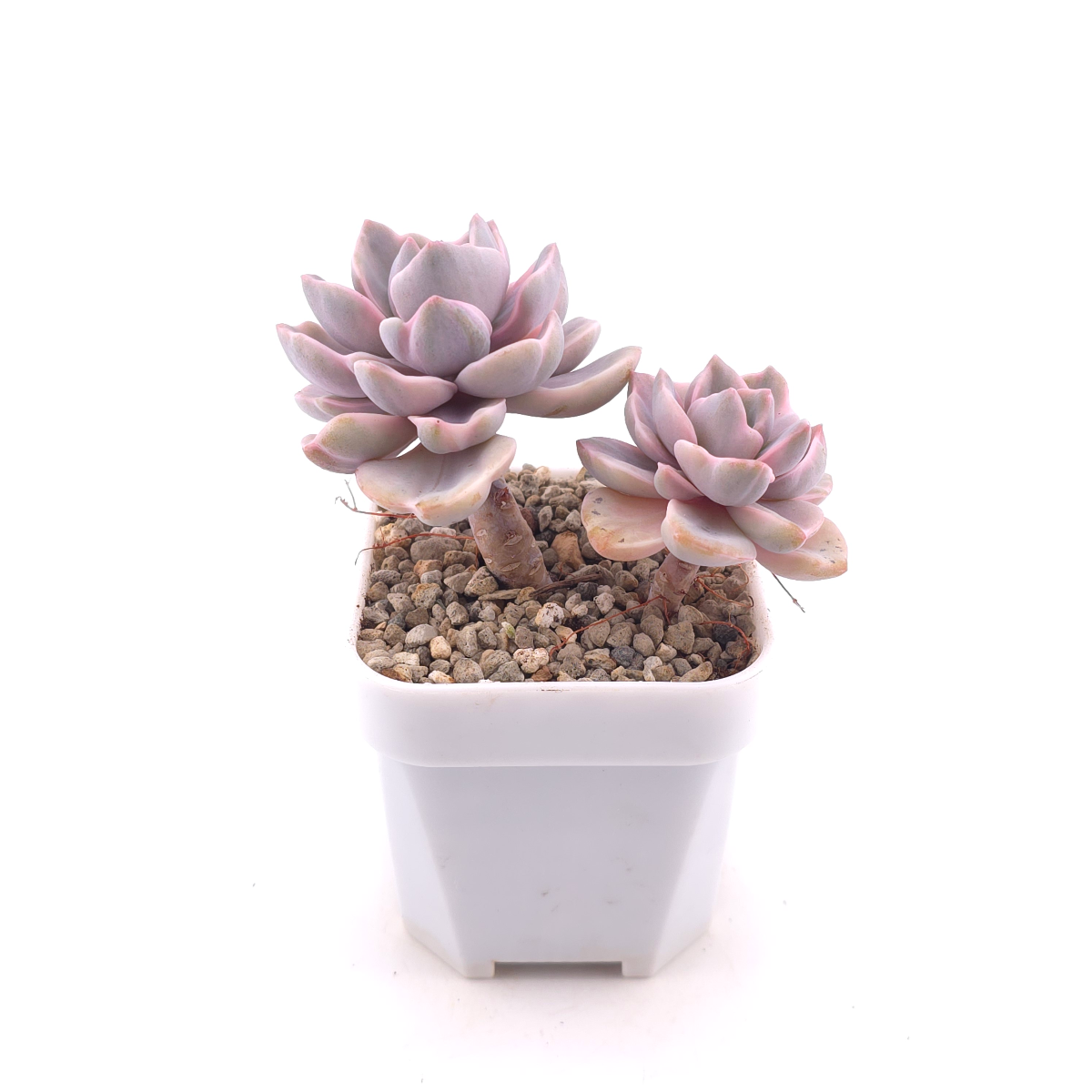 Graptoveria ‘Mrs Richard’ variegated | 彩虹糖錦 thumbnail 3