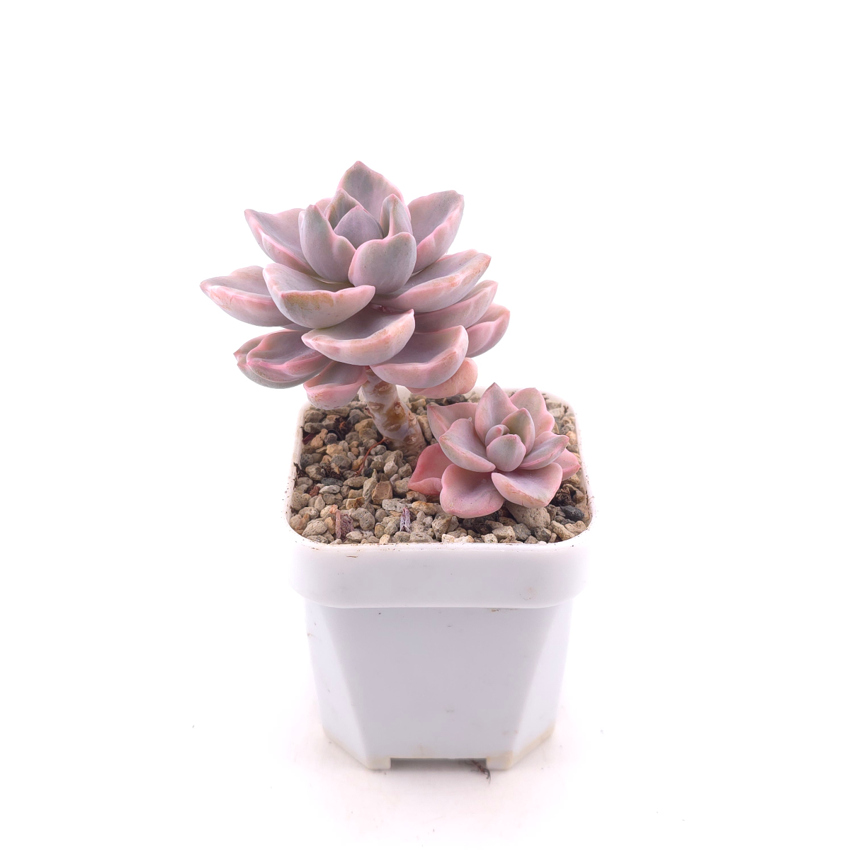 Graptoveria ‘Mrs Richard’ variegated | 彩虹糖錦 thumbnail 3
