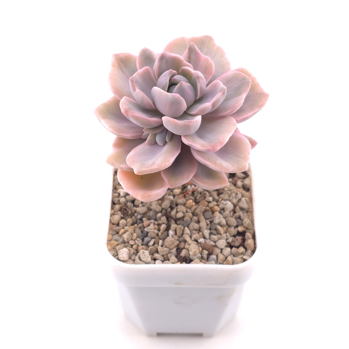 Graptoveria ‘Mrs Richard’ variegated | 彩虹糖錦 thumbnail 2