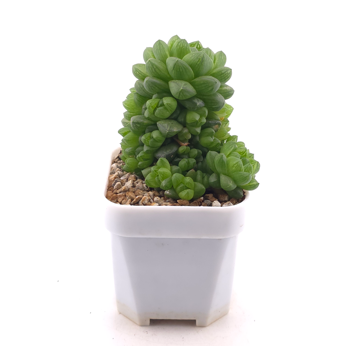 Haworthia cooperi | 草玉露 thumbnail 3