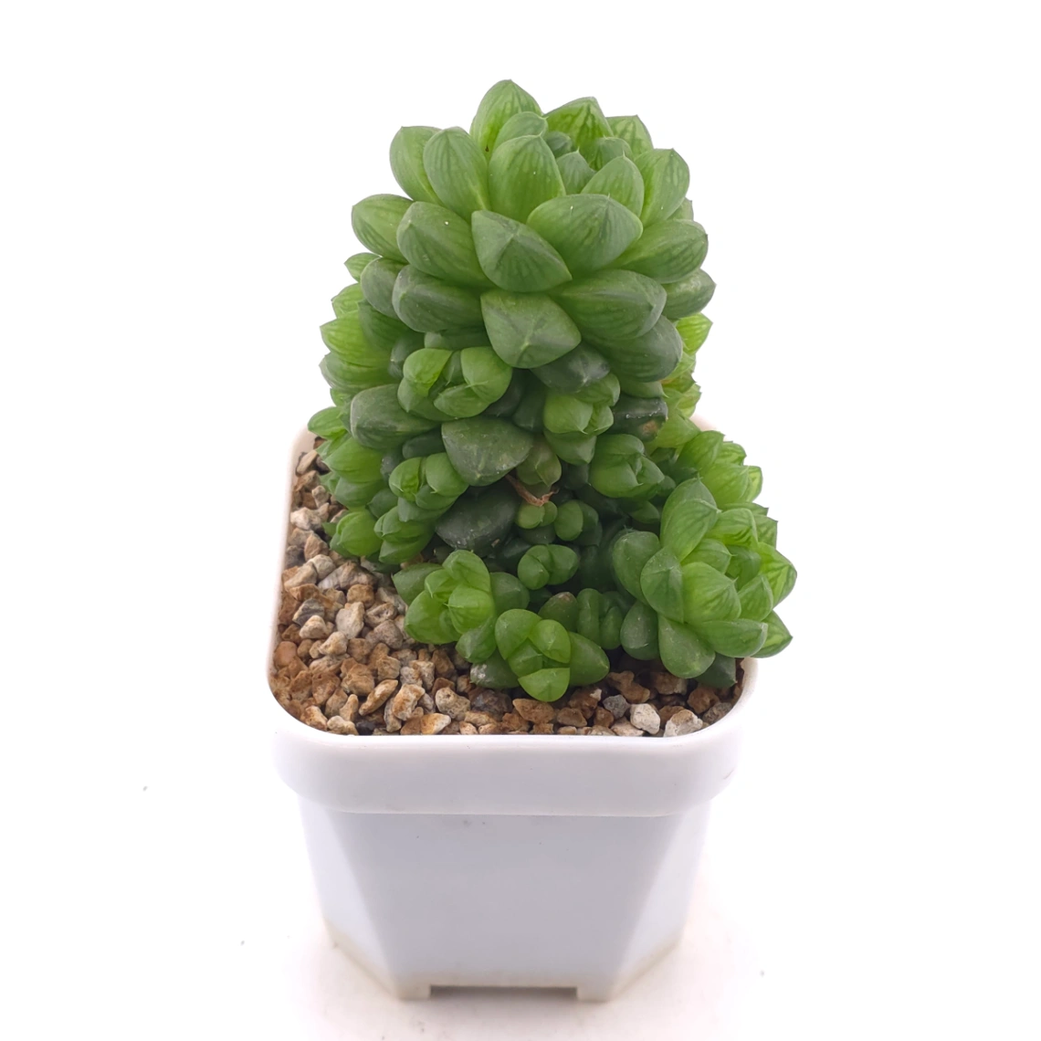 Haworthia cooperi | 草玉露 thumbnail 2
