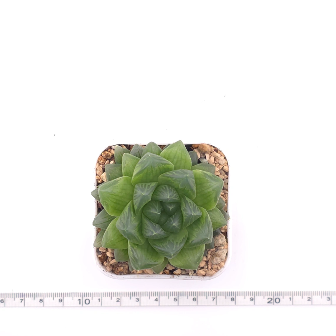 Haworthia cooperi | 草玉露 thumbnail 4