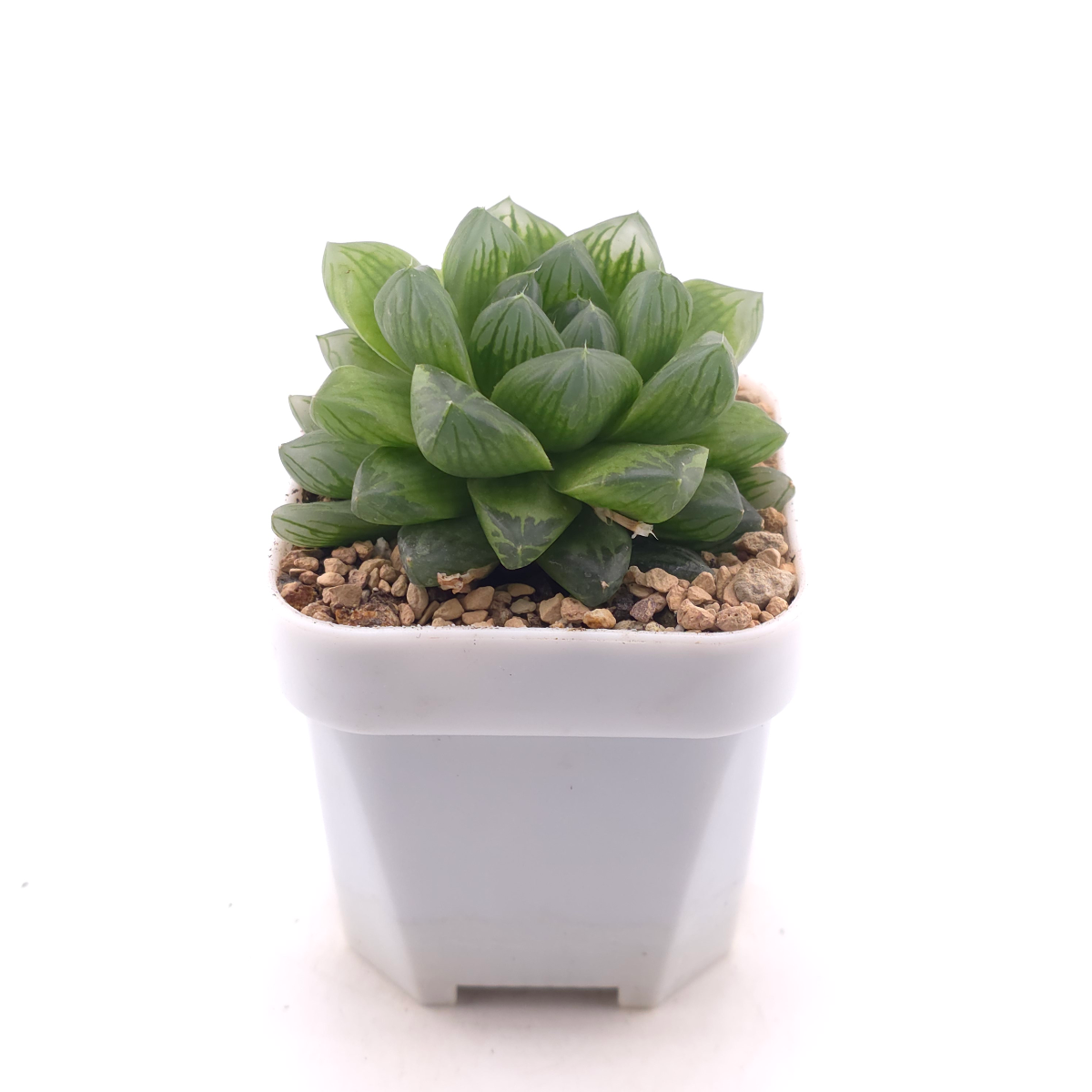 Haworthia cooperi | 草玉露 thumbnail 3