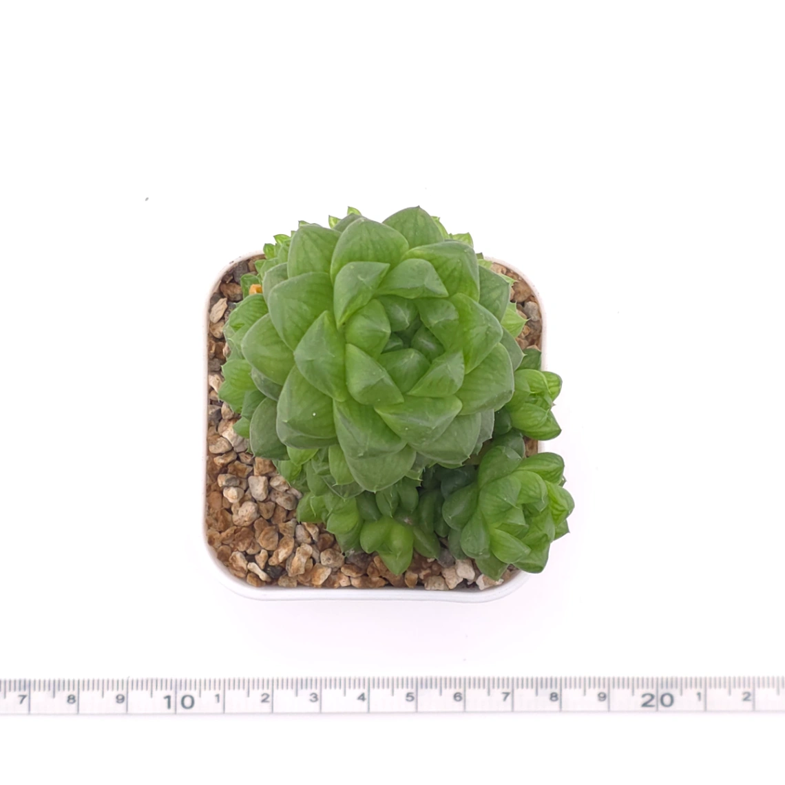 Haworthia cooperi | 草玉露 thumbnail 4