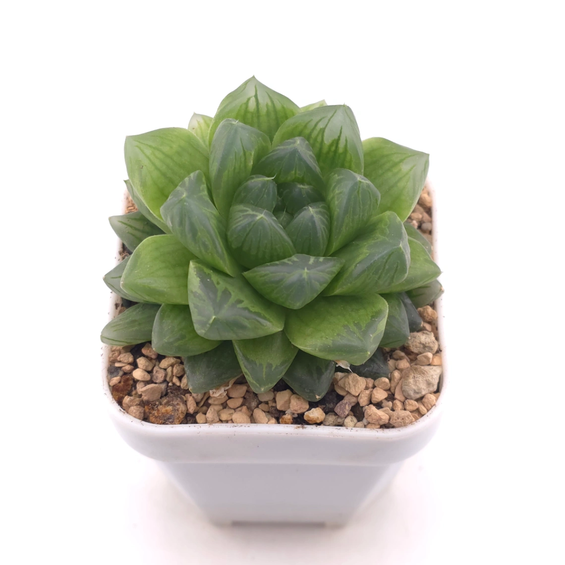 Haworthia cooperi | 草玉露 thumbnail 2
