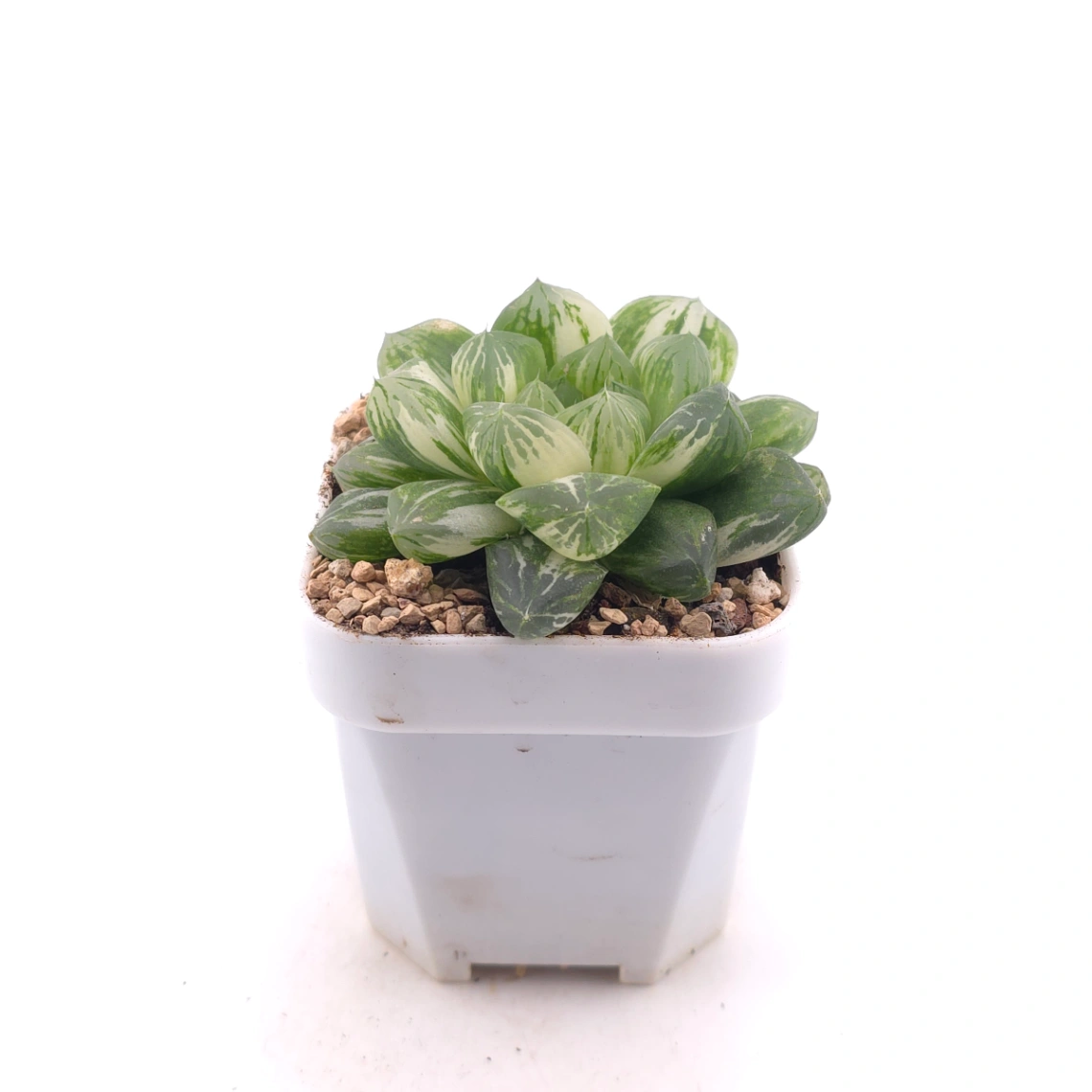 Haworthia Emerald Marine variegated | 碧海玉露锦 thumbnail 3