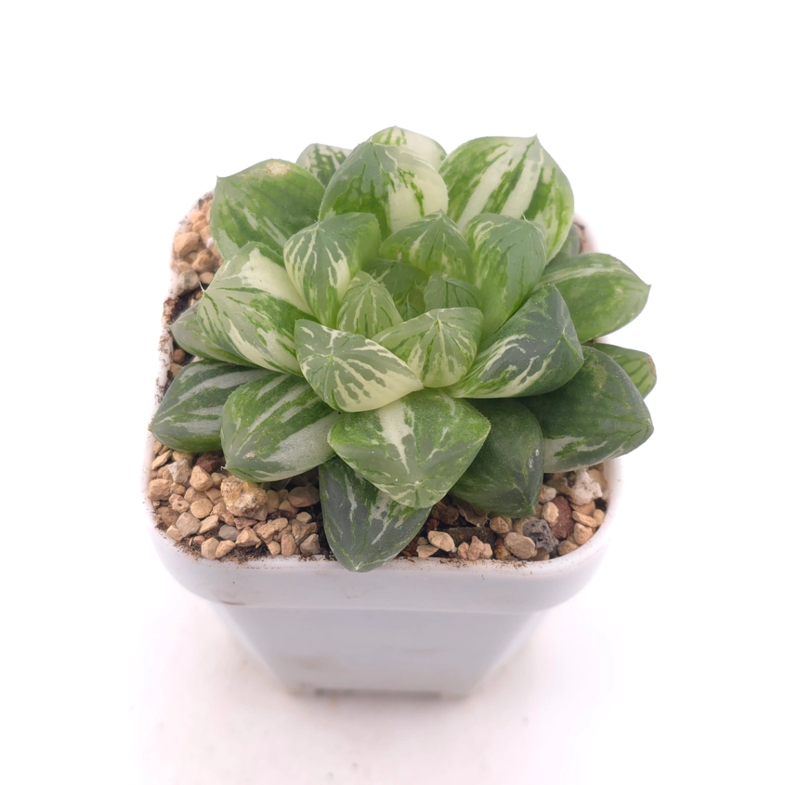 Haworthia Emerald Marine variegated | 碧海玉露锦 thumbnail 2