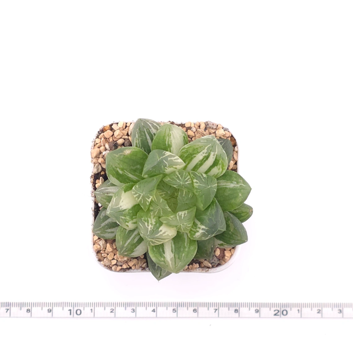 Haworthia Emerald Marine variegated | 碧海玉露锦 thumbnail 4