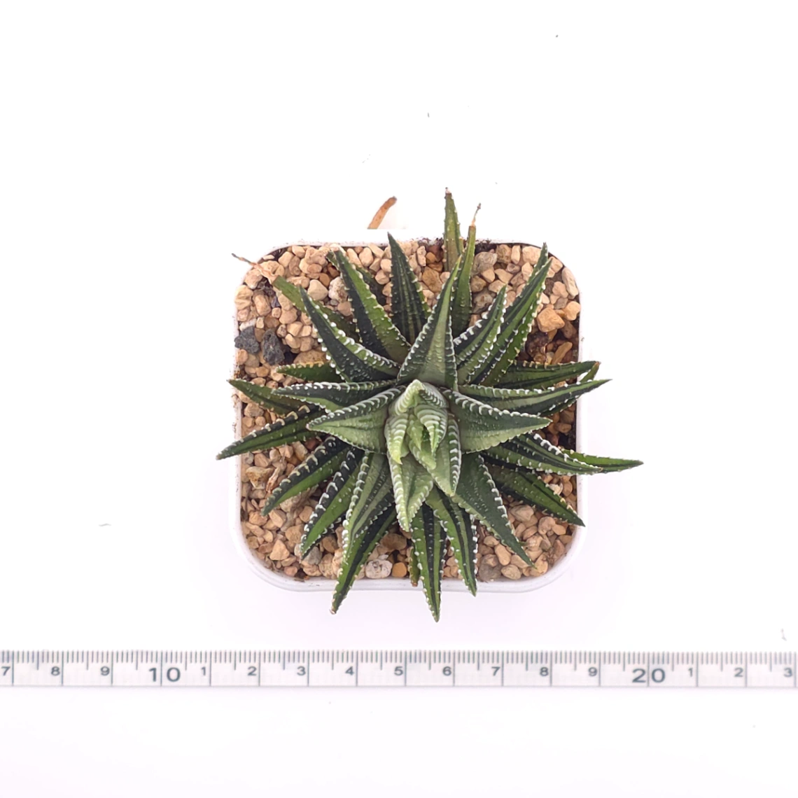 Haworthia fasciata 'Zebra' | 條紋十二卷 thumbnail 4