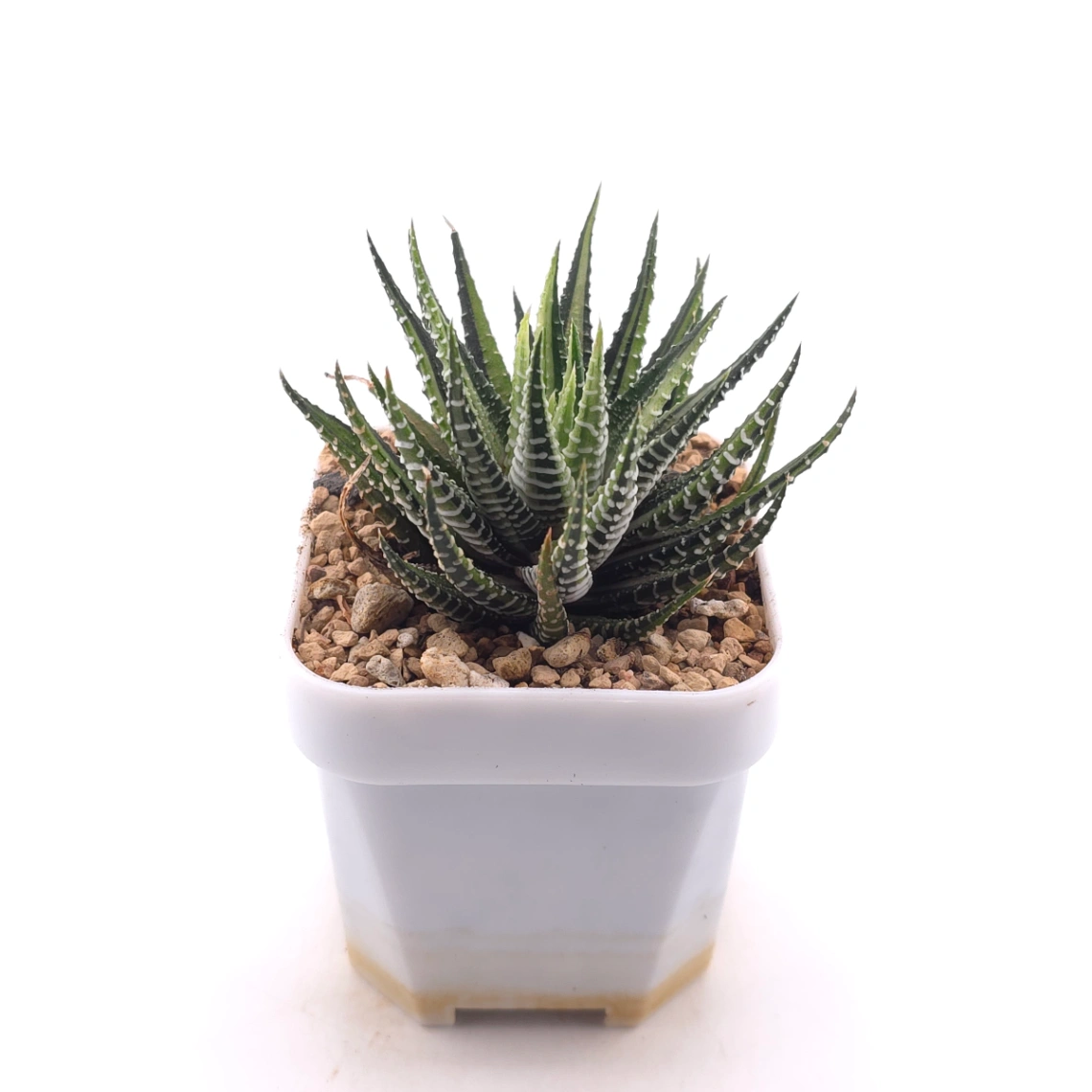 Haworthia fasciata 'Zebra' | 條紋十二卷 thumbnail 3