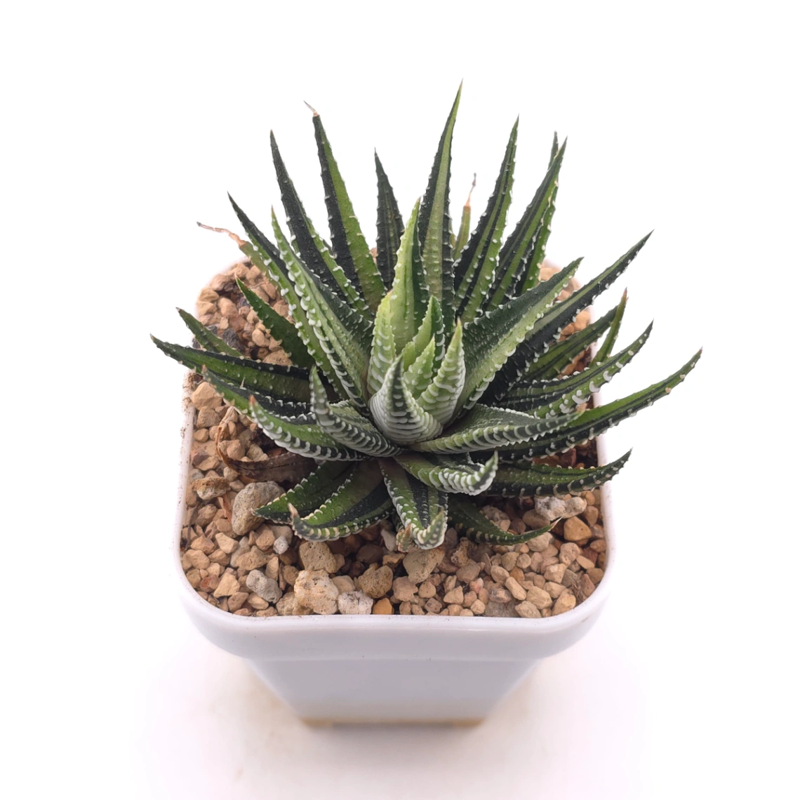 Haworthia fasciata 'Zebra' | 條紋十二卷 thumbnail 2