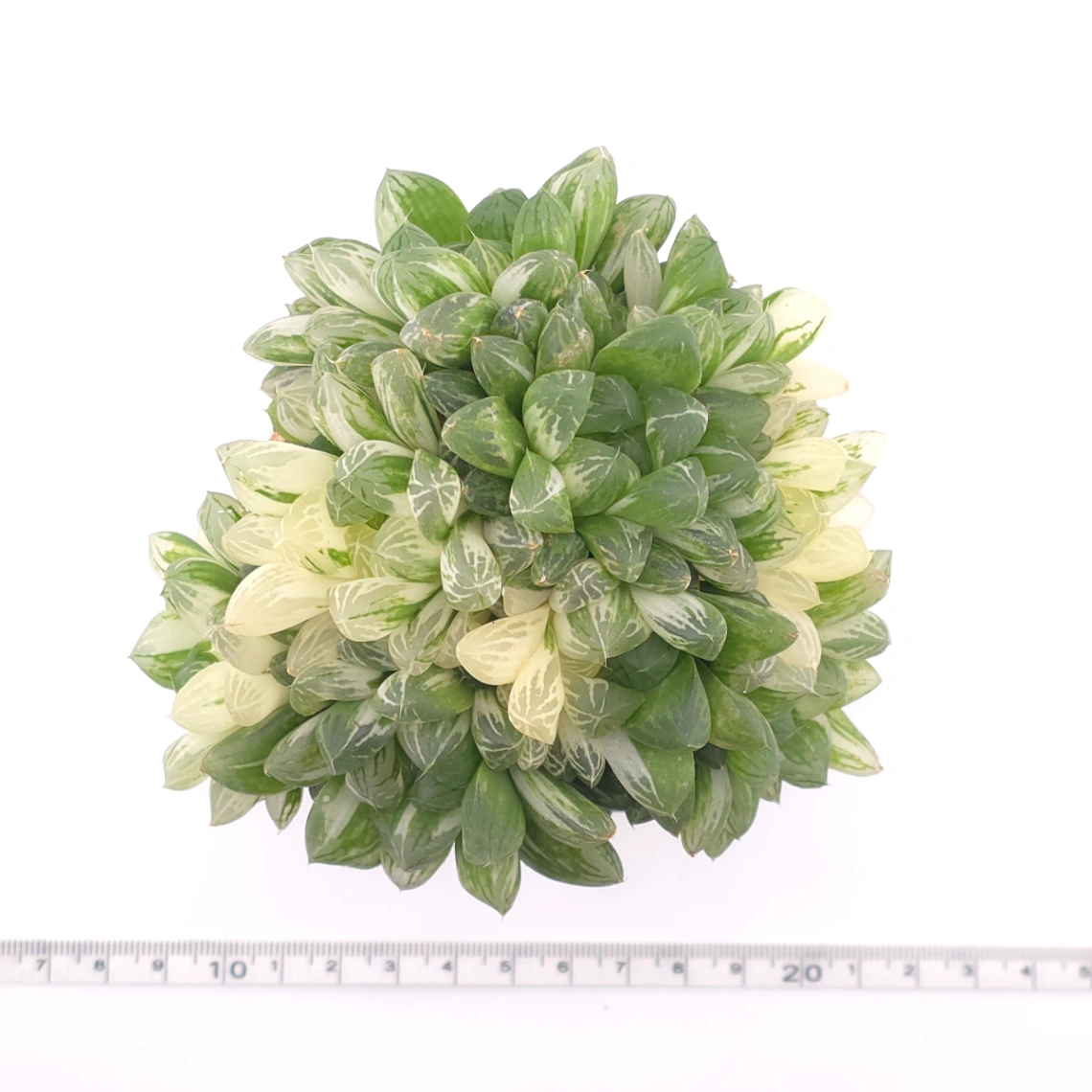 Haworthia Hanabi Variegated | 花火玉露錦 thumbnail 4