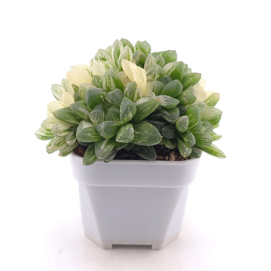 Haworthia Hanabi Variegated | 花火玉露錦 thumbnail 3