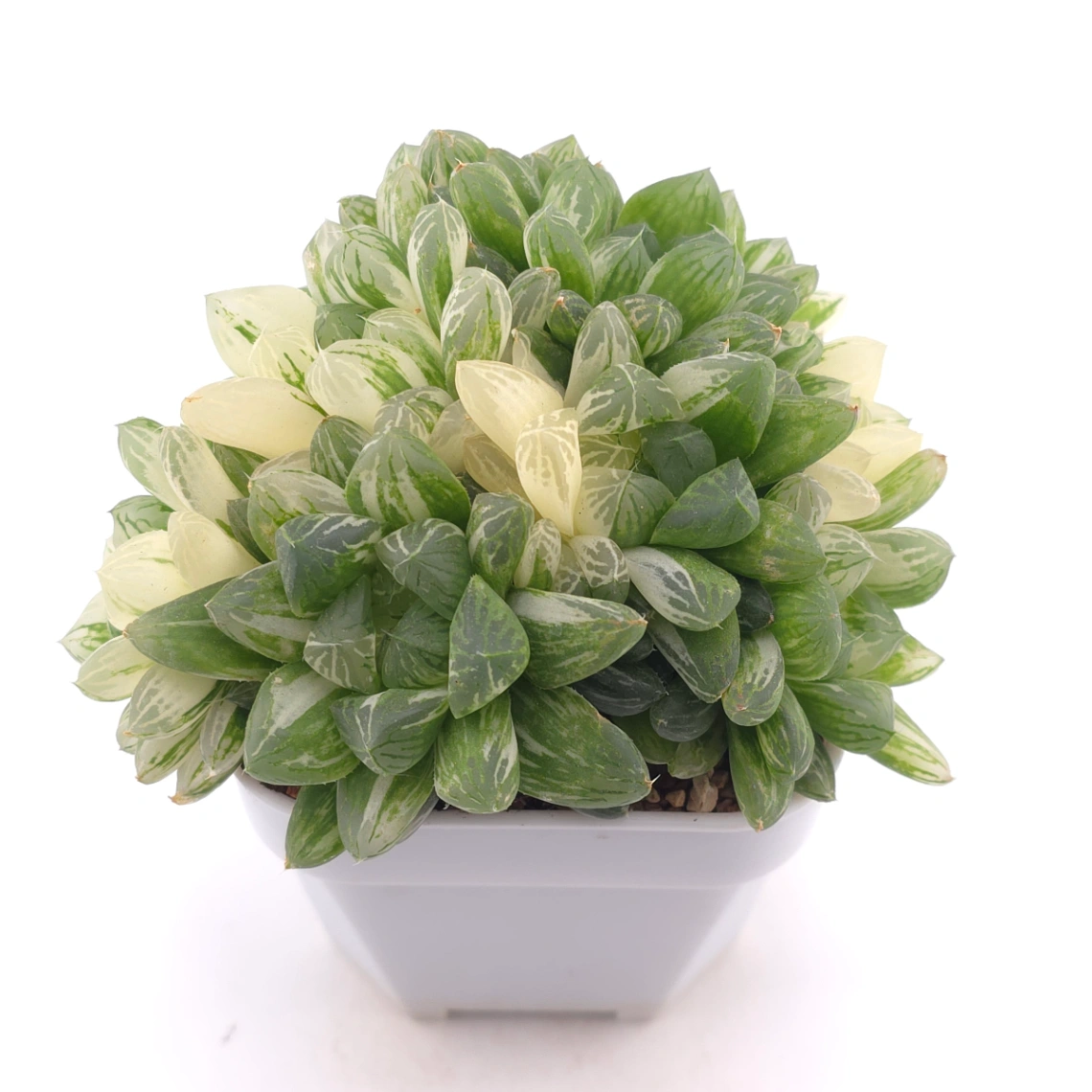 Haworthia Hanabi Variegated | 花火玉露錦 thumbnail 2