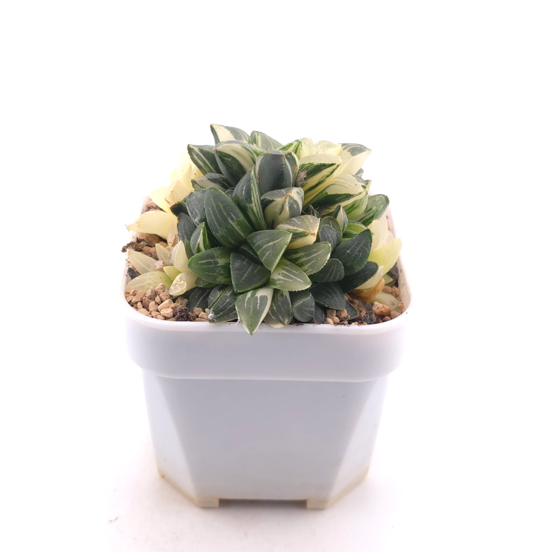 Haworthia Heidelbergensis Variegated | 姬壽錦 thumbnail 3