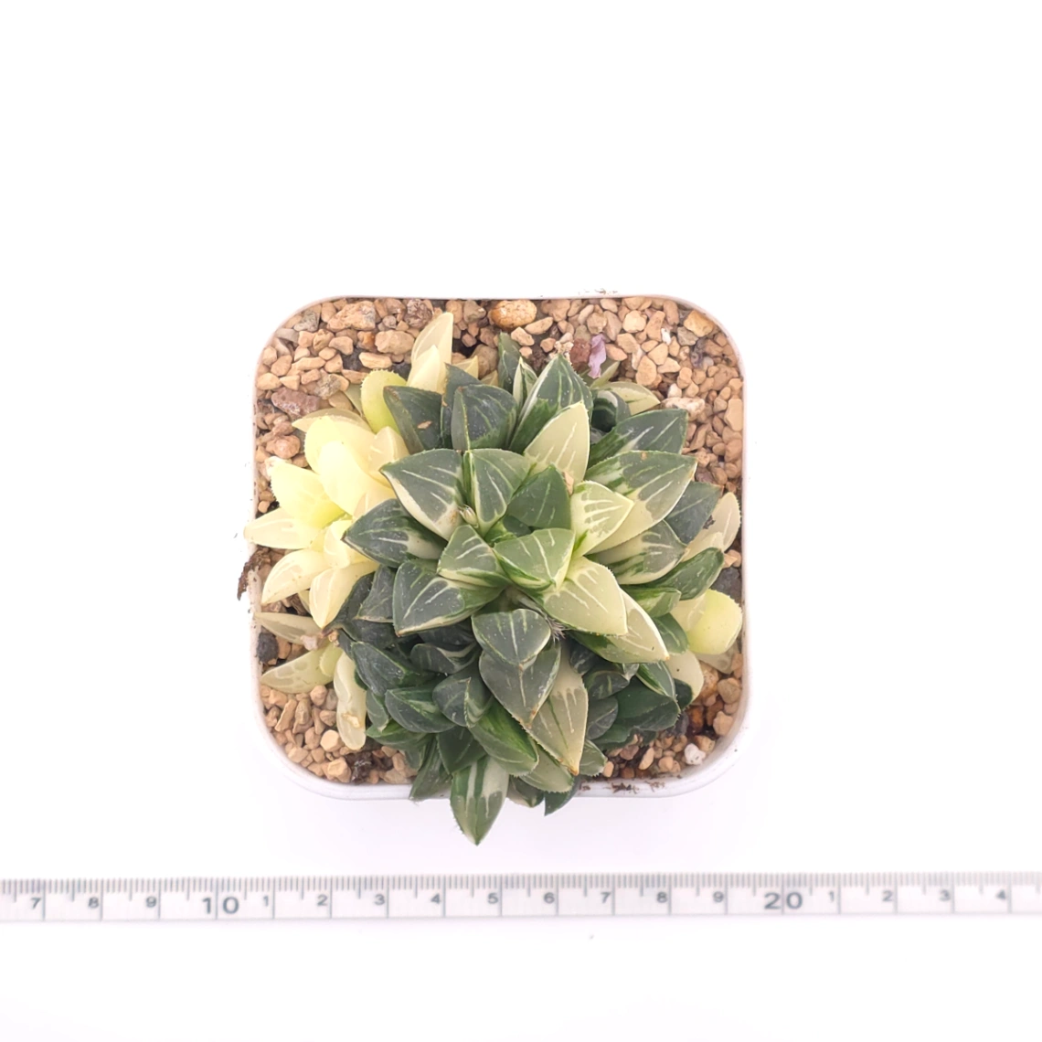 Haworthia Heidelbergensis Variegated | 姬壽錦 thumbnail 4