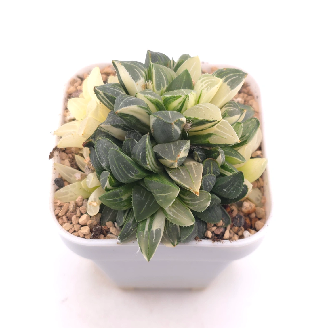 Haworthia Heidelbergensis Variegated | 姬壽錦 thumbnail 2