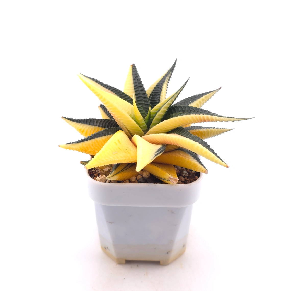 Haworthia limifoli Variegated | 琉璃殿錦 thumbnail 3