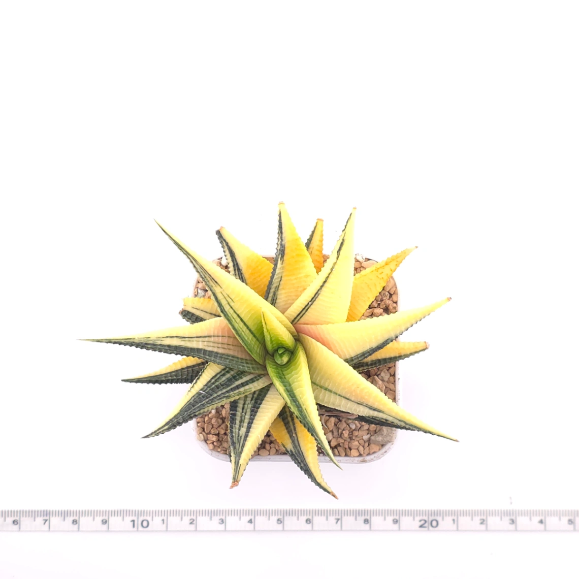 Haworthia limifoli Variegated | 琉璃殿錦 thumbnail 4