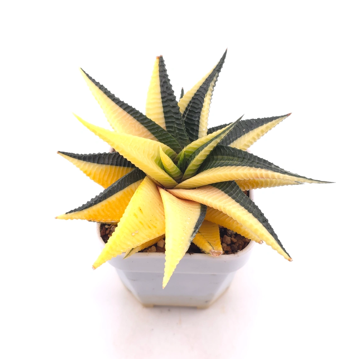 Haworthia limifoli Variegated | 琉璃殿錦 thumbnail 2