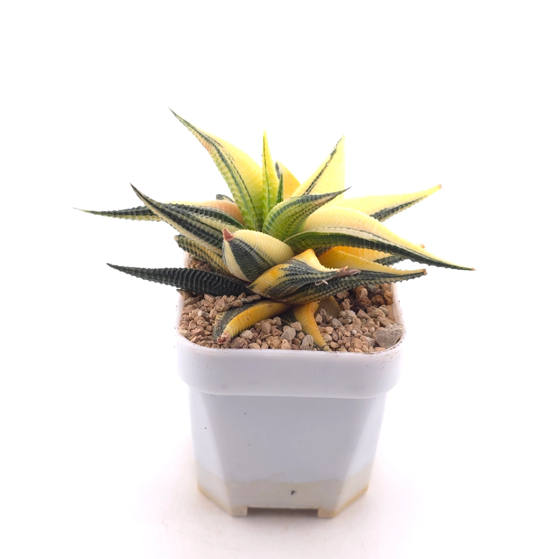 Haworthia limifoli Variegated | 琉璃殿錦 thumbnail 3
