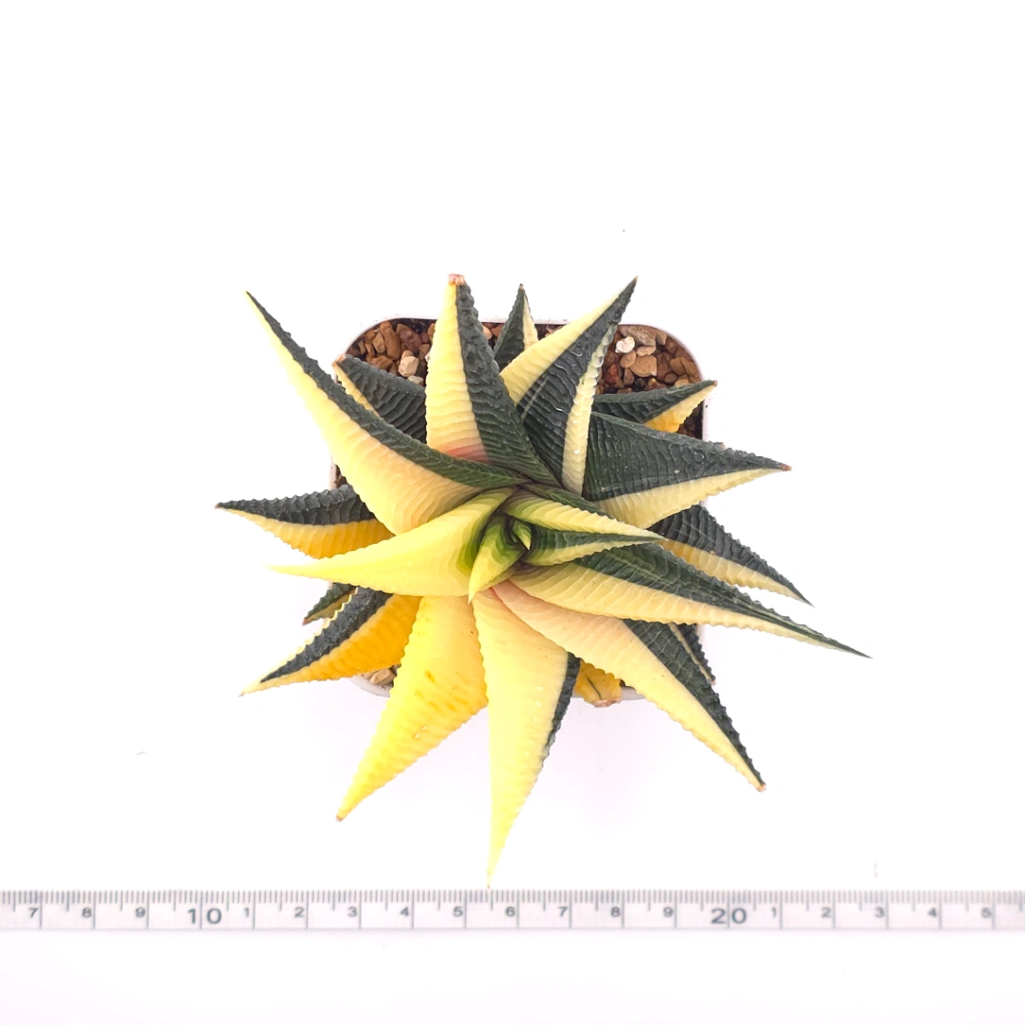 Haworthia limifoli Variegated | 琉璃殿錦 thumbnail 4