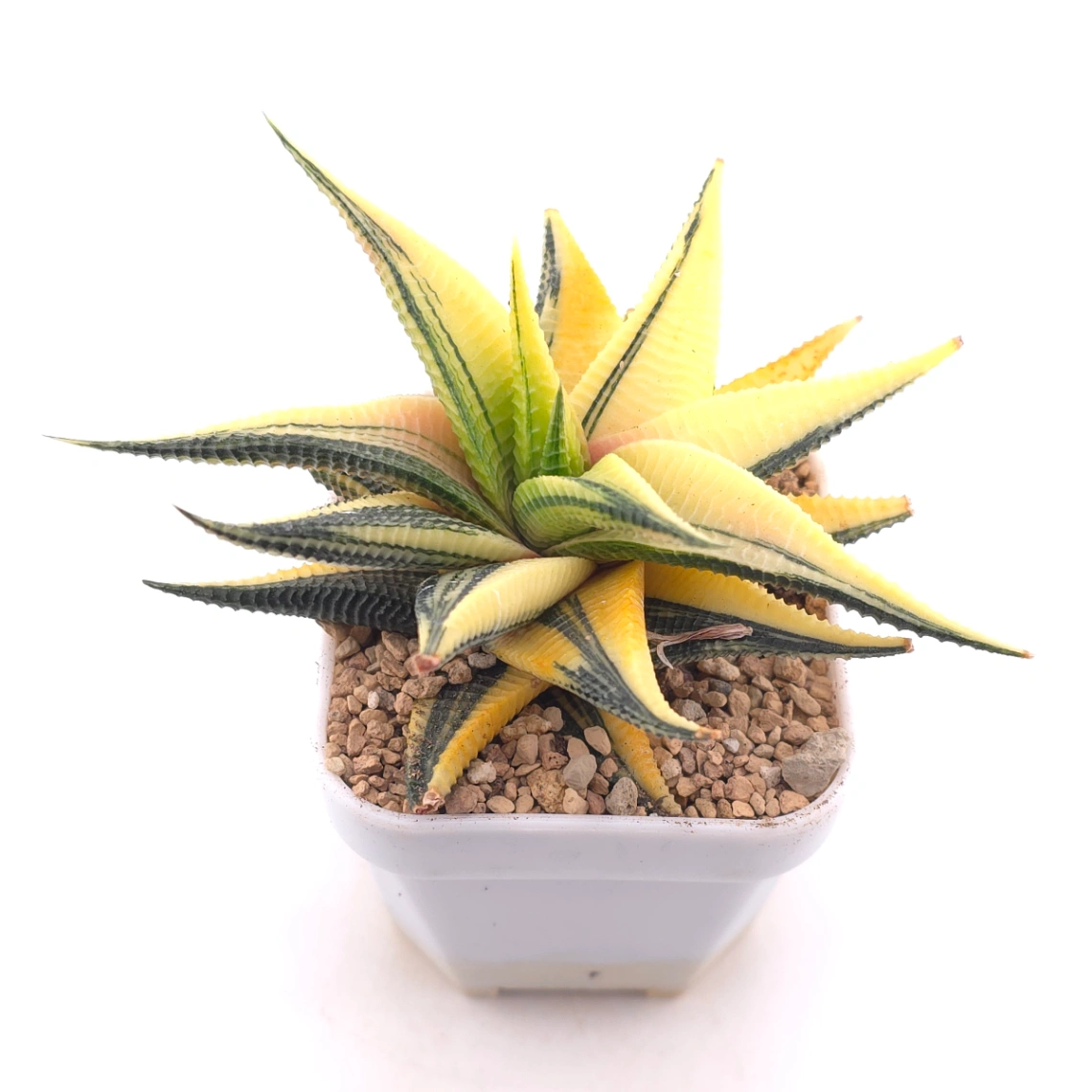 Haworthia limifoli Variegated | 琉璃殿錦 thumbnail 2