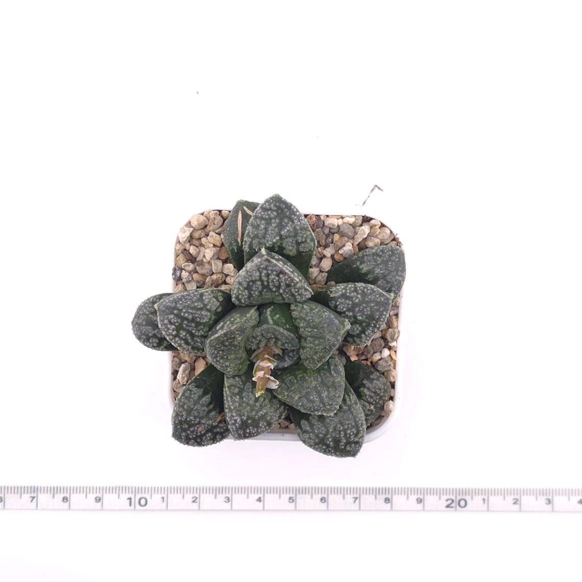 Haworthia ‘Mordor’ | 摩多 thumbnail 4