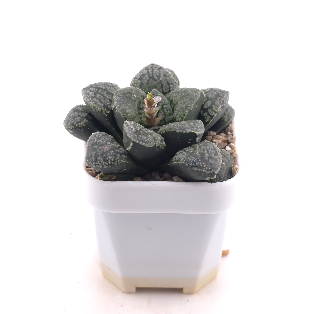 Haworthia ‘Mordor’ | 摩多 thumbnail 3