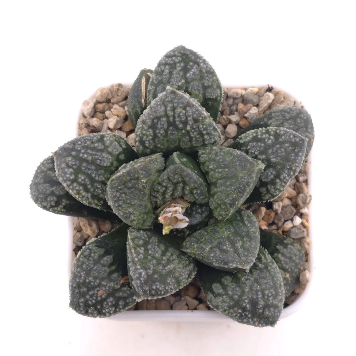Haworthia ‘Mordor’ | 摩多 - View 1