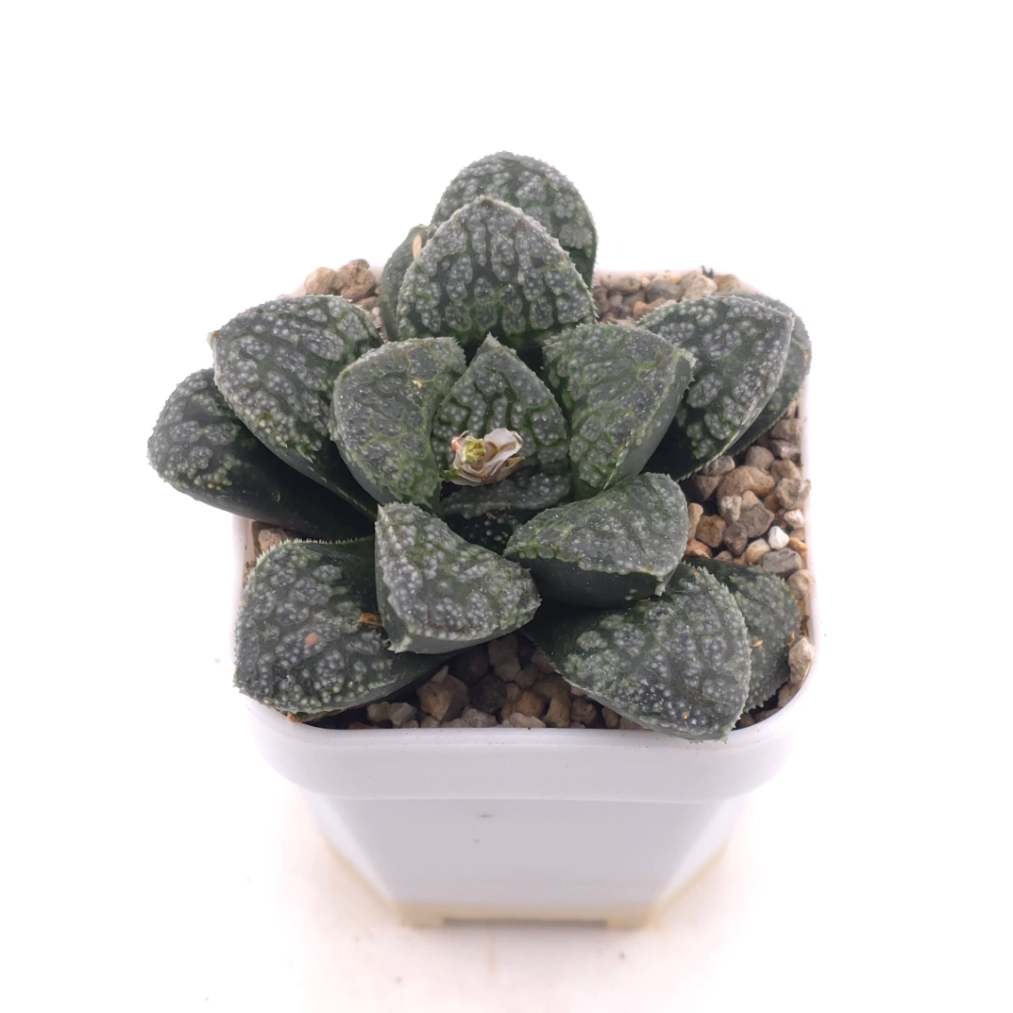 Haworthia ‘Mordor’ | 摩多 thumbnail 2