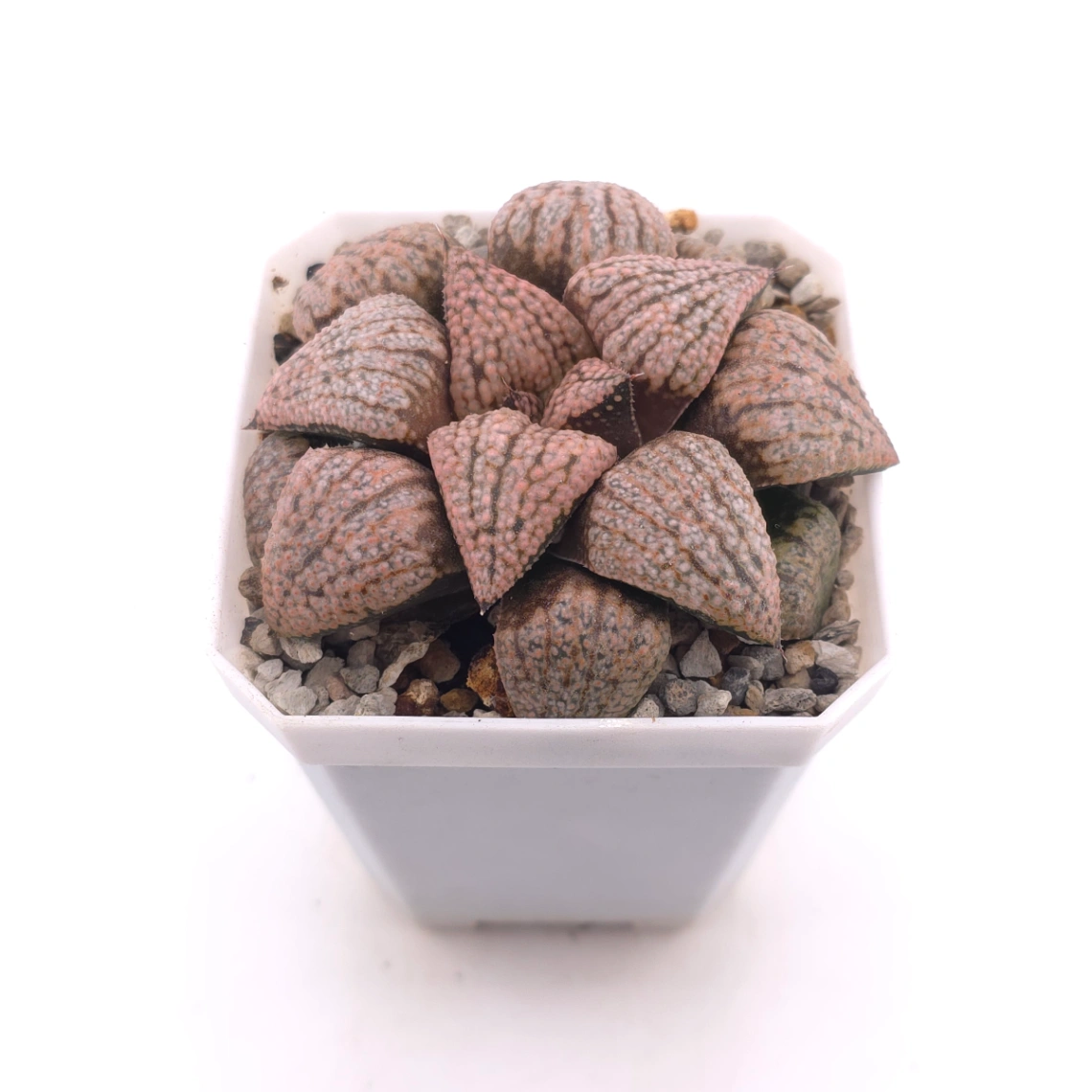 Haworthia ‘Sun Moon Lake’ | 日月潭 thumbnail 2