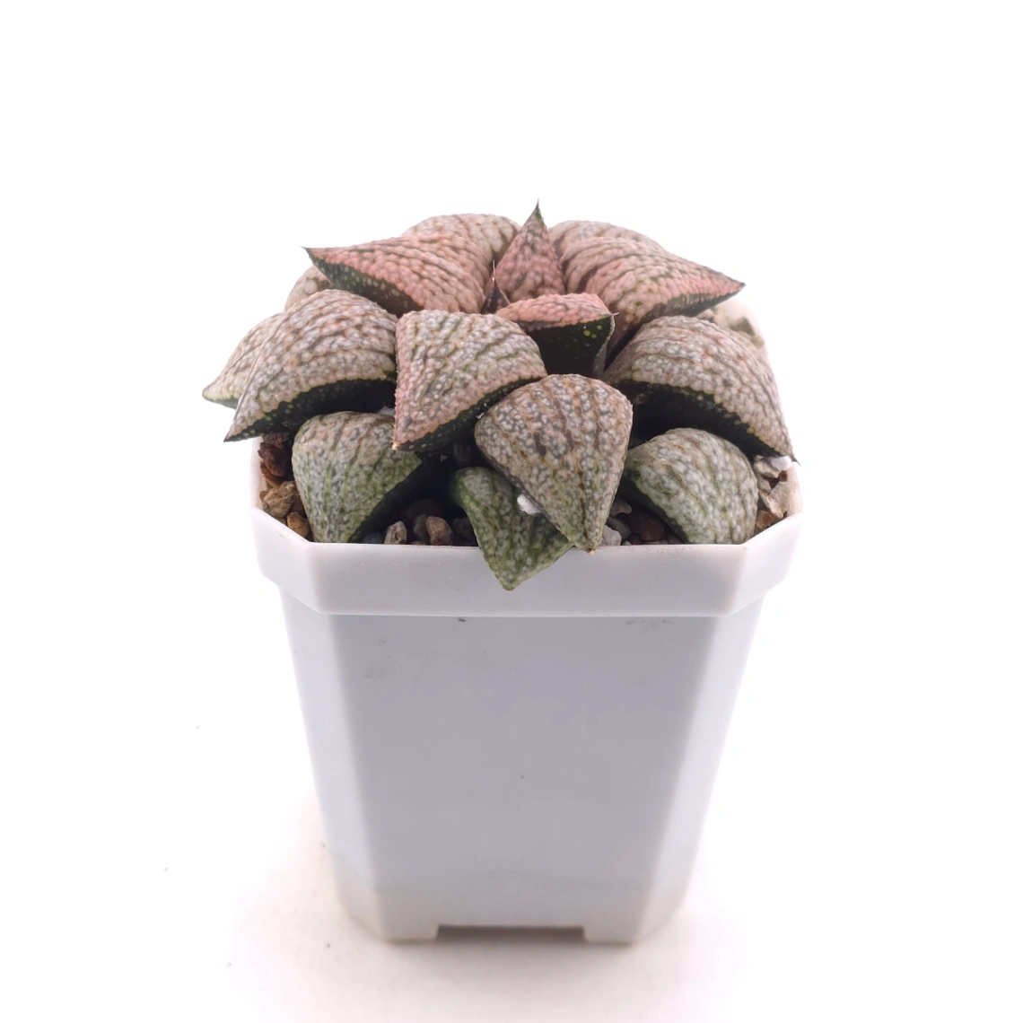 Haworthia ‘Sun Moon Lake’ | 日月潭 thumbnail 3