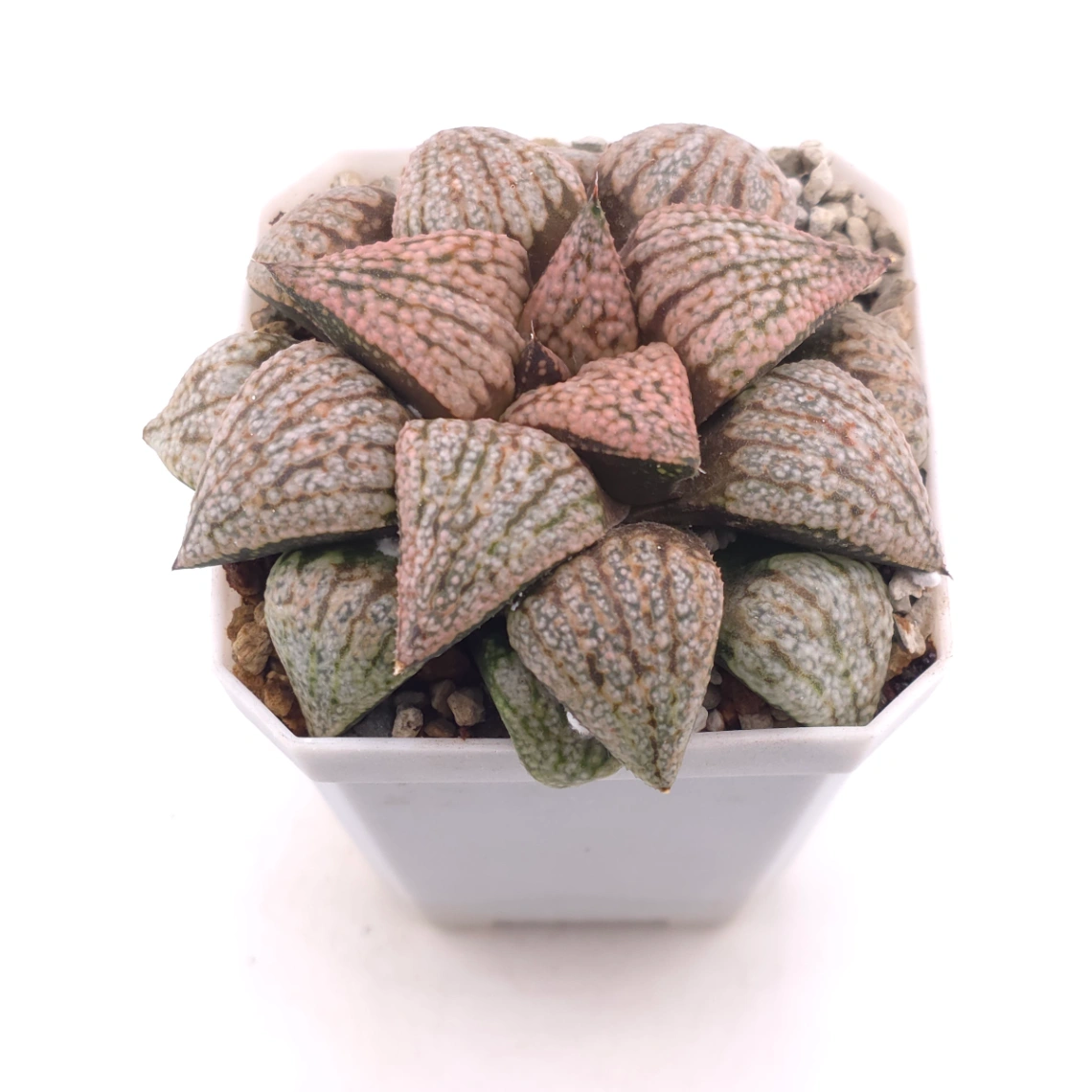 Haworthia ‘Sun Moon Lake’ | 日月潭 thumbnail 2