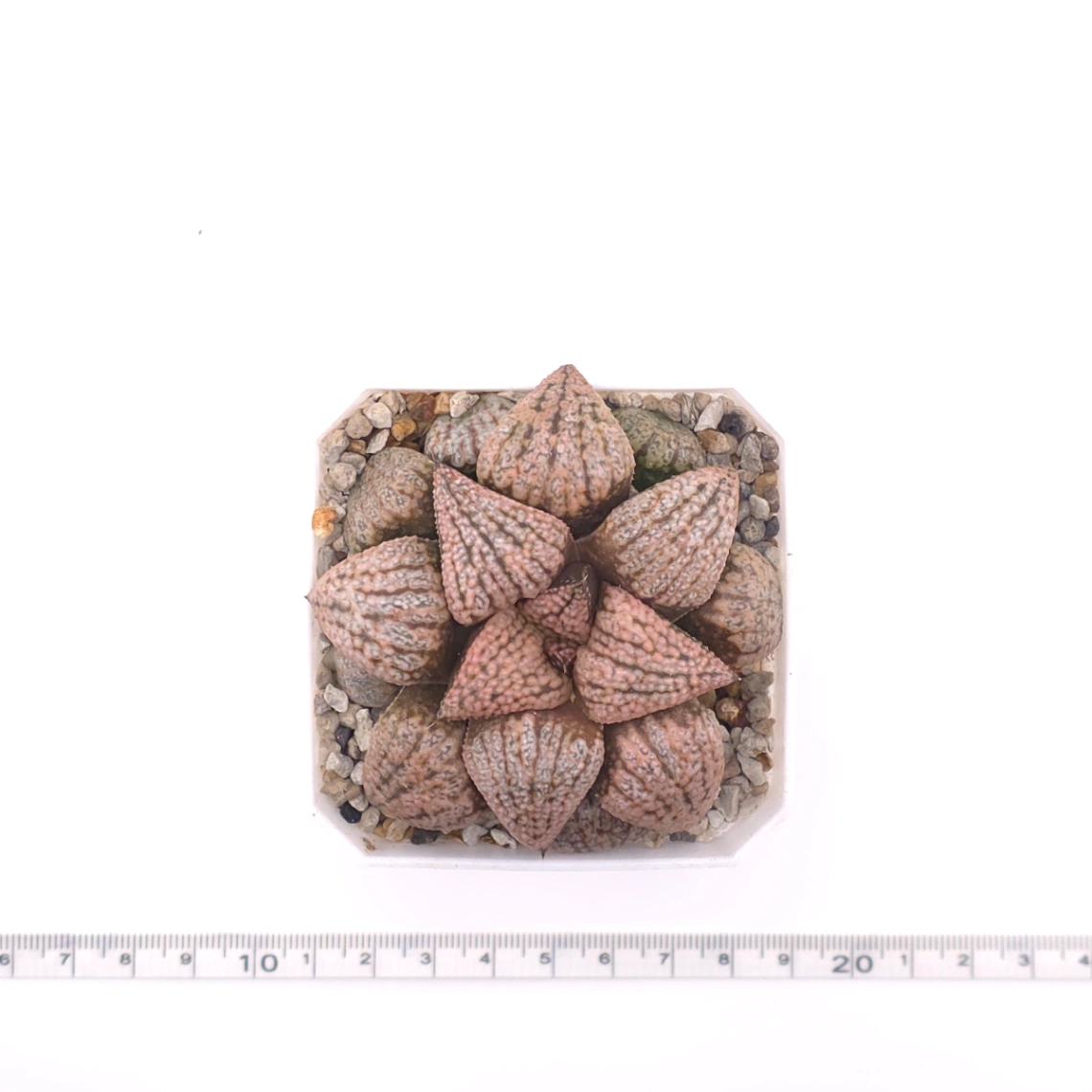 Haworthia ‘Sun Moon Lake’ | 日月潭 thumbnail 4
