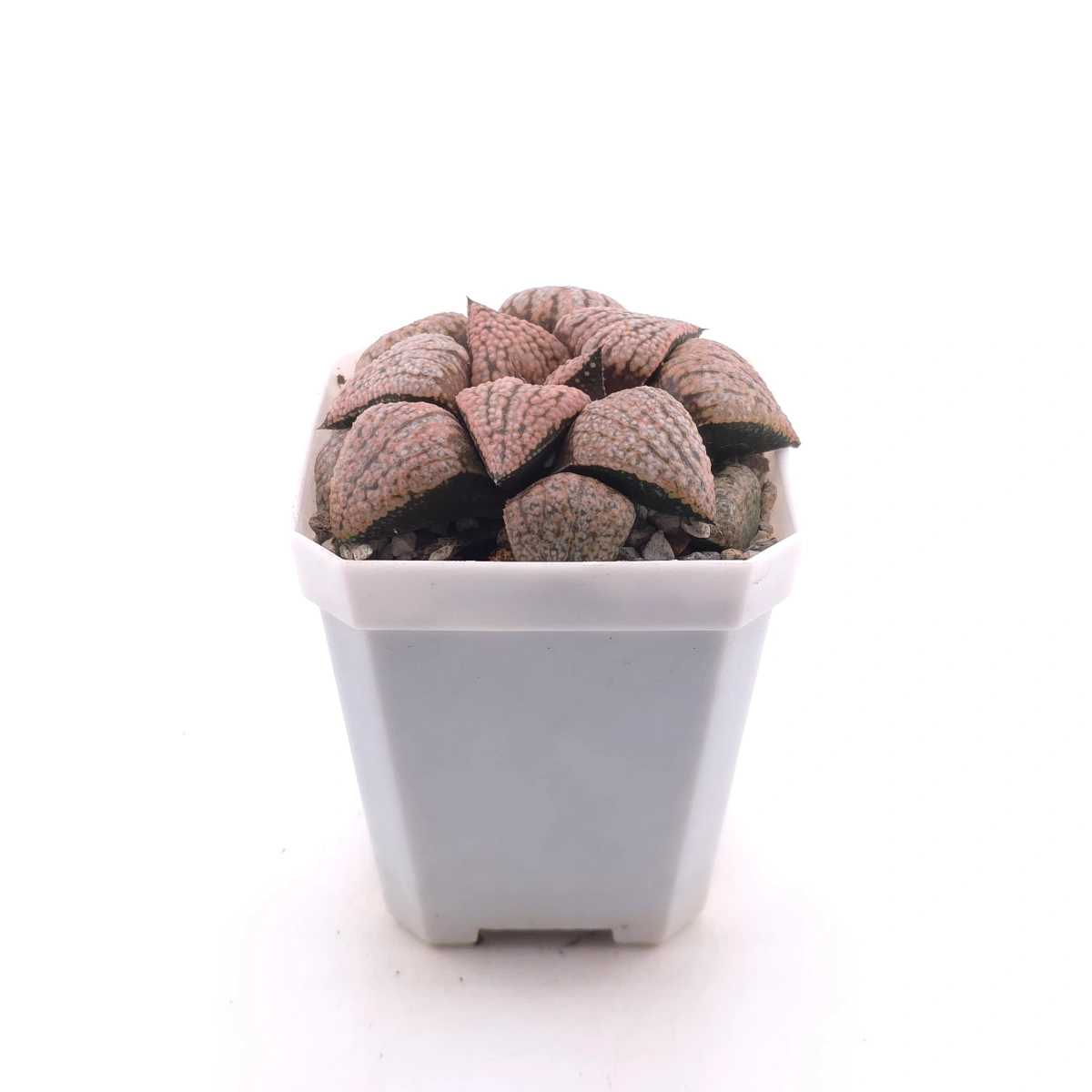 Haworthia ‘Sun Moon Lake’ | 日月潭 thumbnail 3