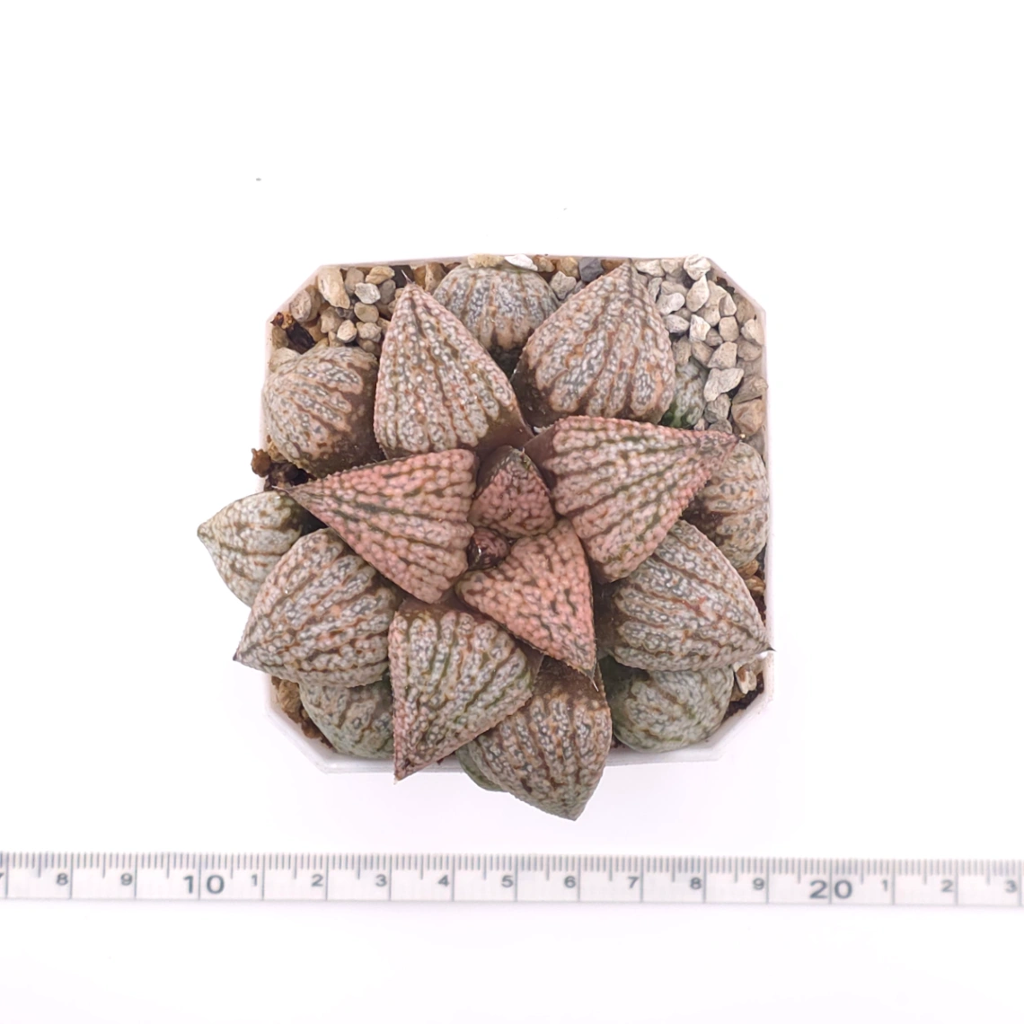 Haworthia ‘Sun Moon Lake’ | 日月潭 thumbnail 4