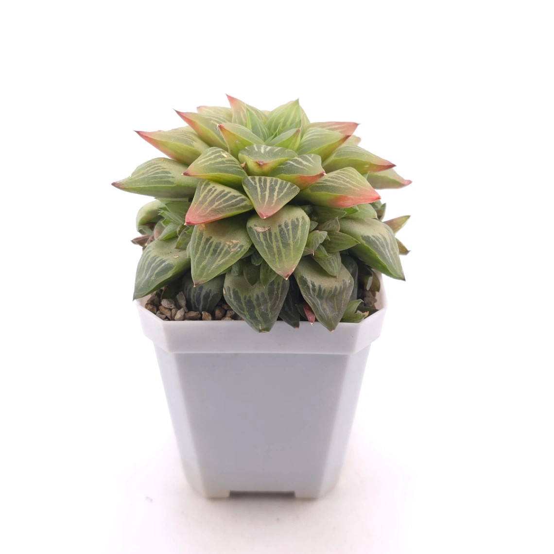Haworthia turgida | 水晶壽 thumbnail 3