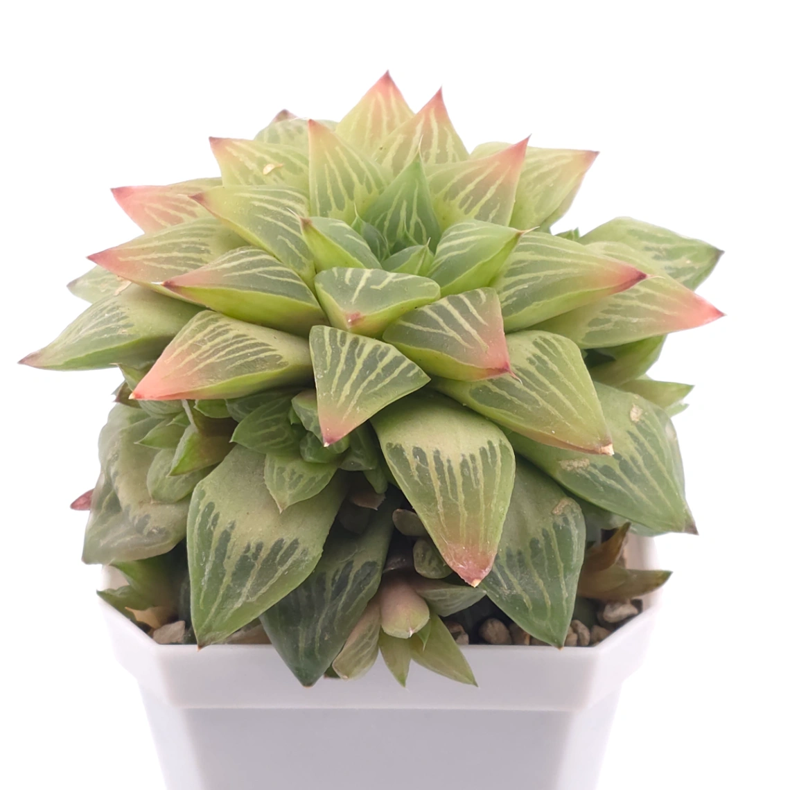 Haworthia turgida | 水晶壽 thumbnail 4