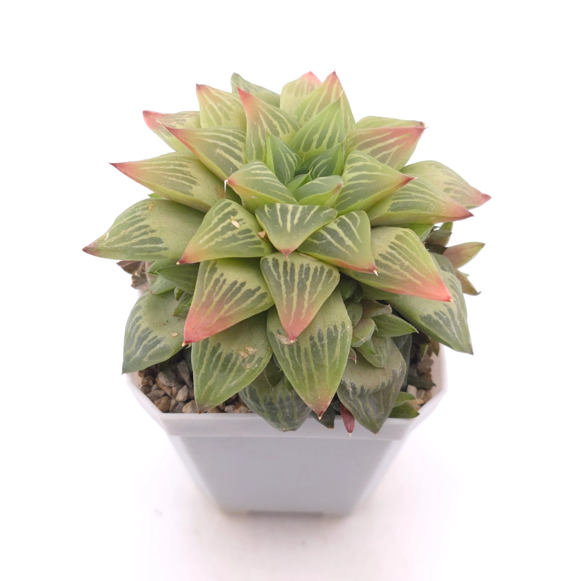 Haworthia turgida | 水晶壽 thumbnail 2
