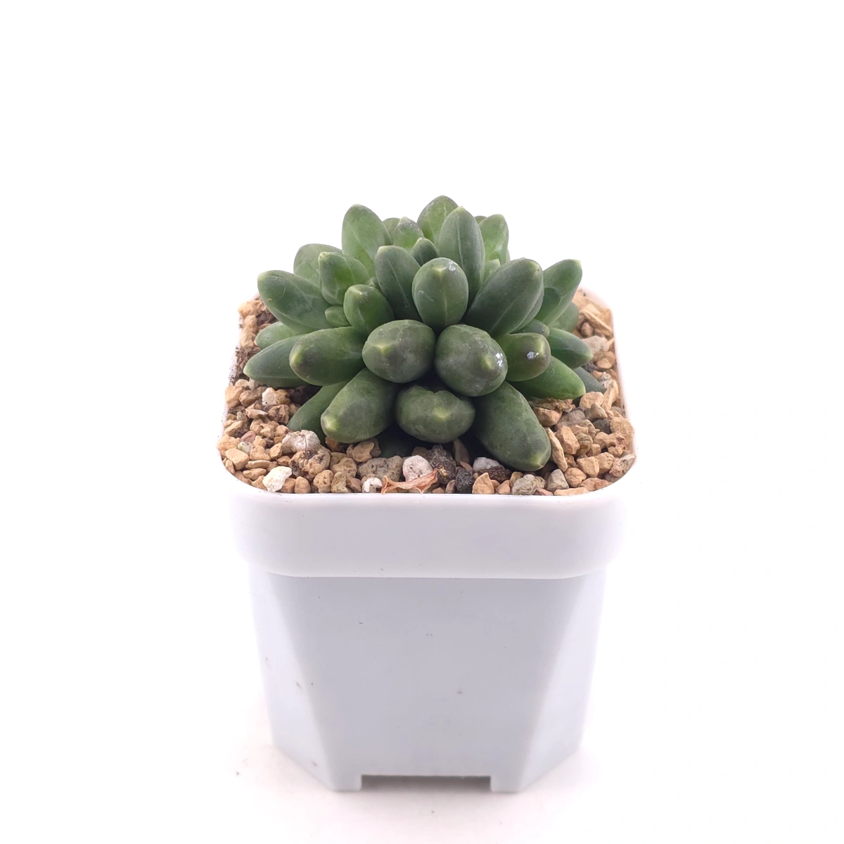 Pachyphytum compactum ‘Little Jewel’ | 千代田之松 thumbnail 3
