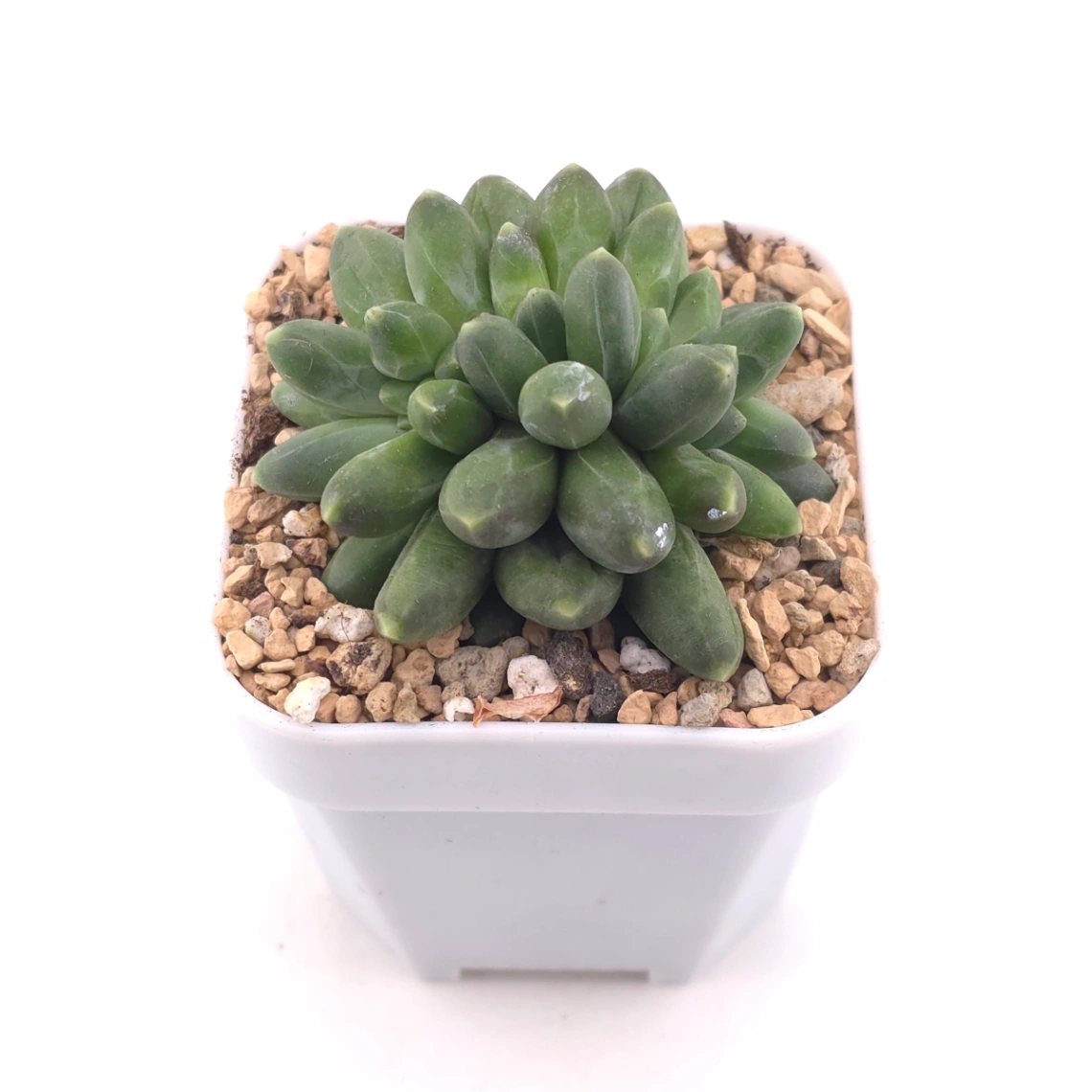 Pachyphytum compactum ‘Little Jewel’ | 千代田之松 thumbnail 2