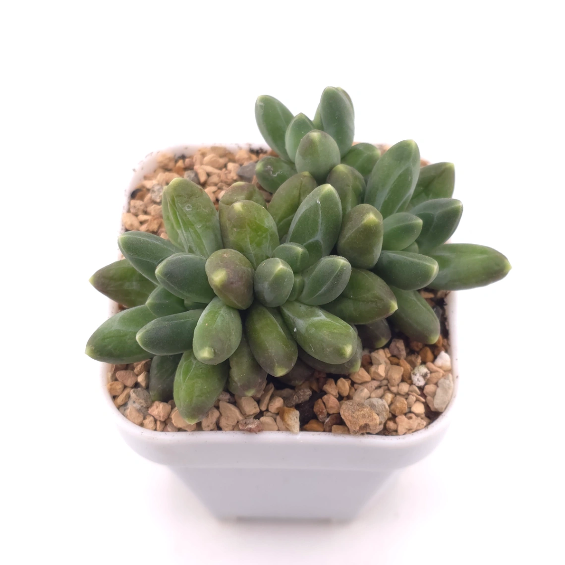 Pachyphytum compactum ‘Little Jewel’ | 千代田之松 thumbnail 2