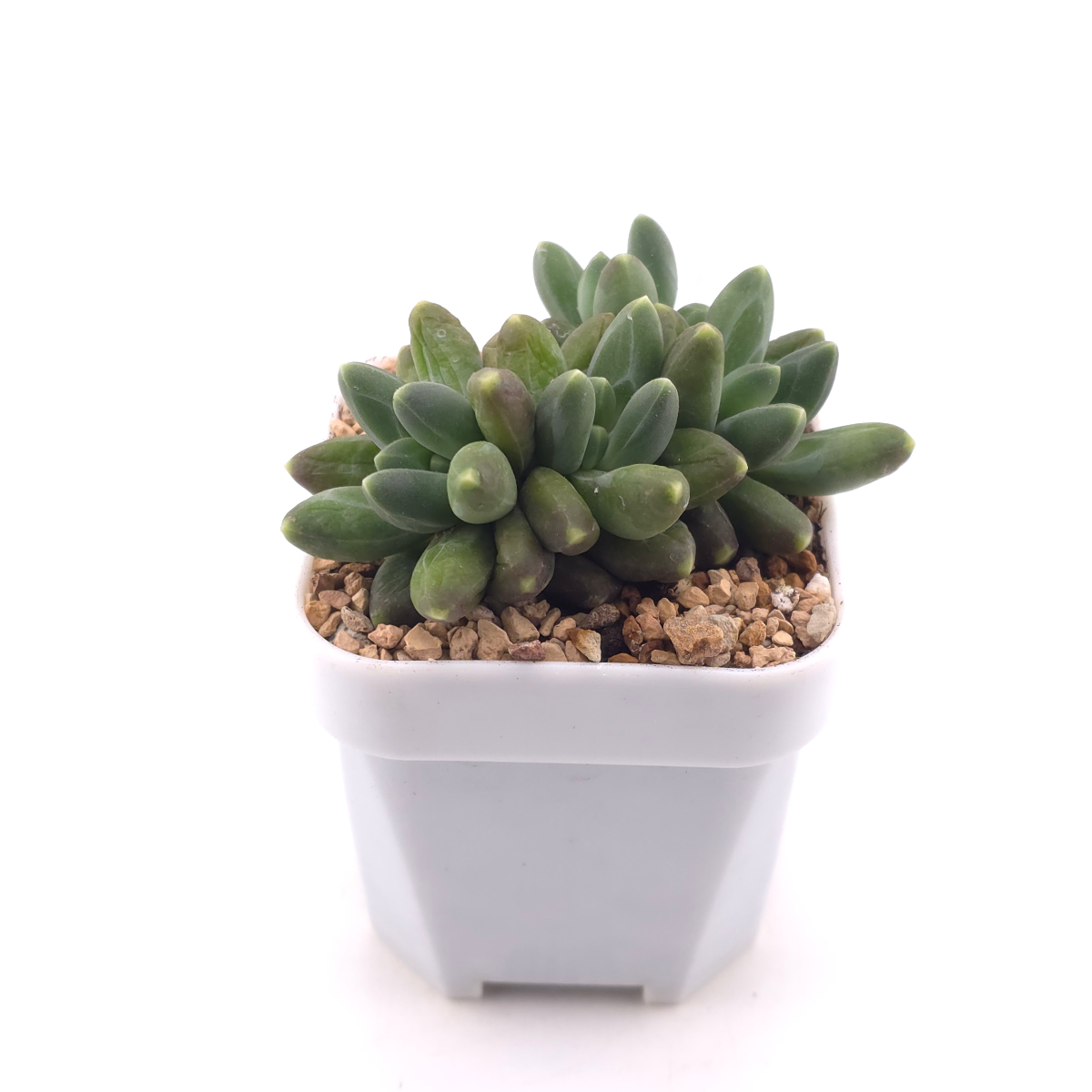 Pachyphytum compactum ‘Little Jewel’ | 千代田之松 thumbnail 3