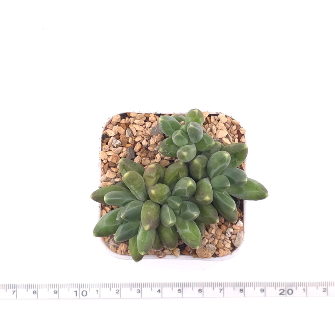Pachyphytum compactum ‘Little Jewel’ | 千代田之松 thumbnail 4