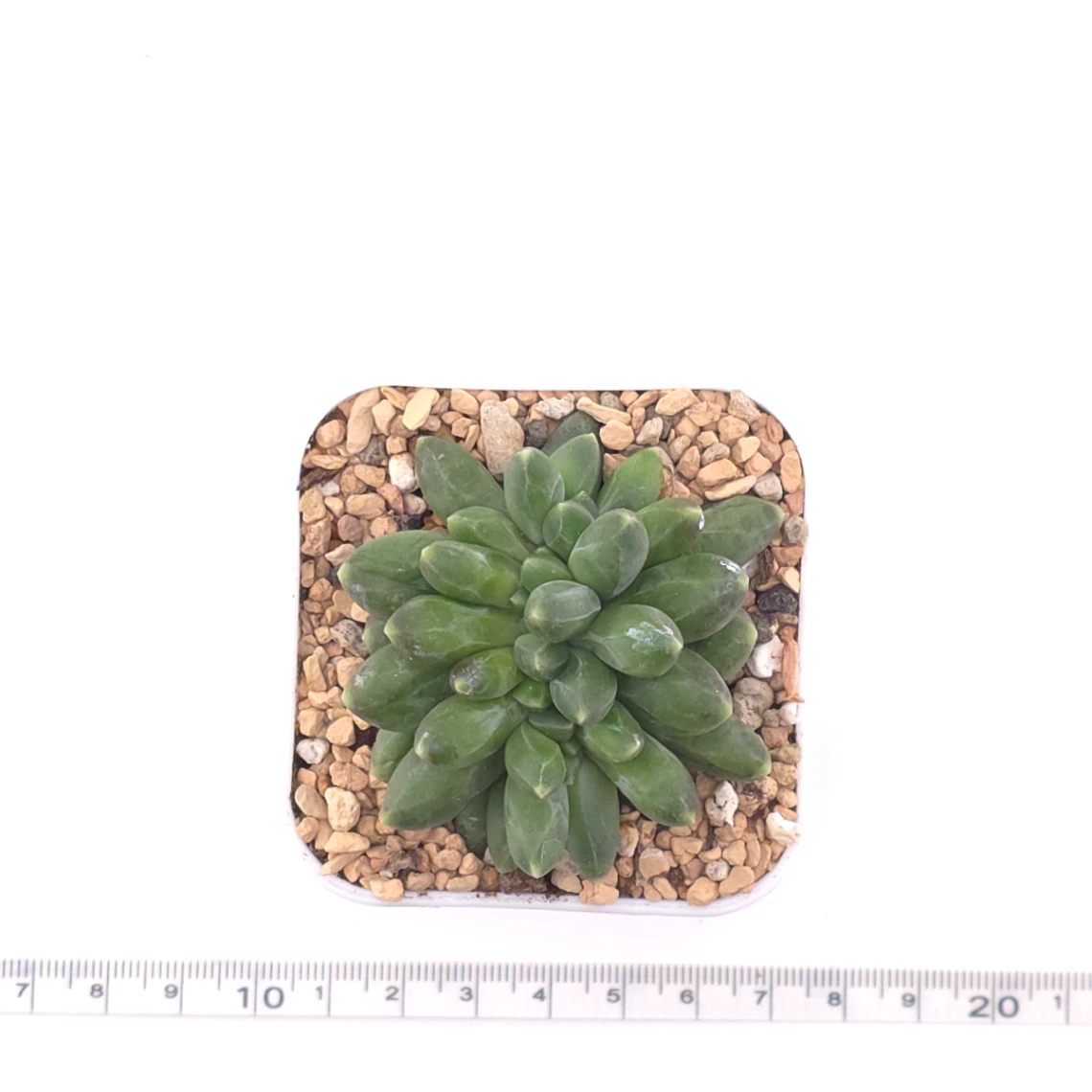 Pachyphytum compactum ‘Little Jewel’ | 千代田之松 thumbnail 4