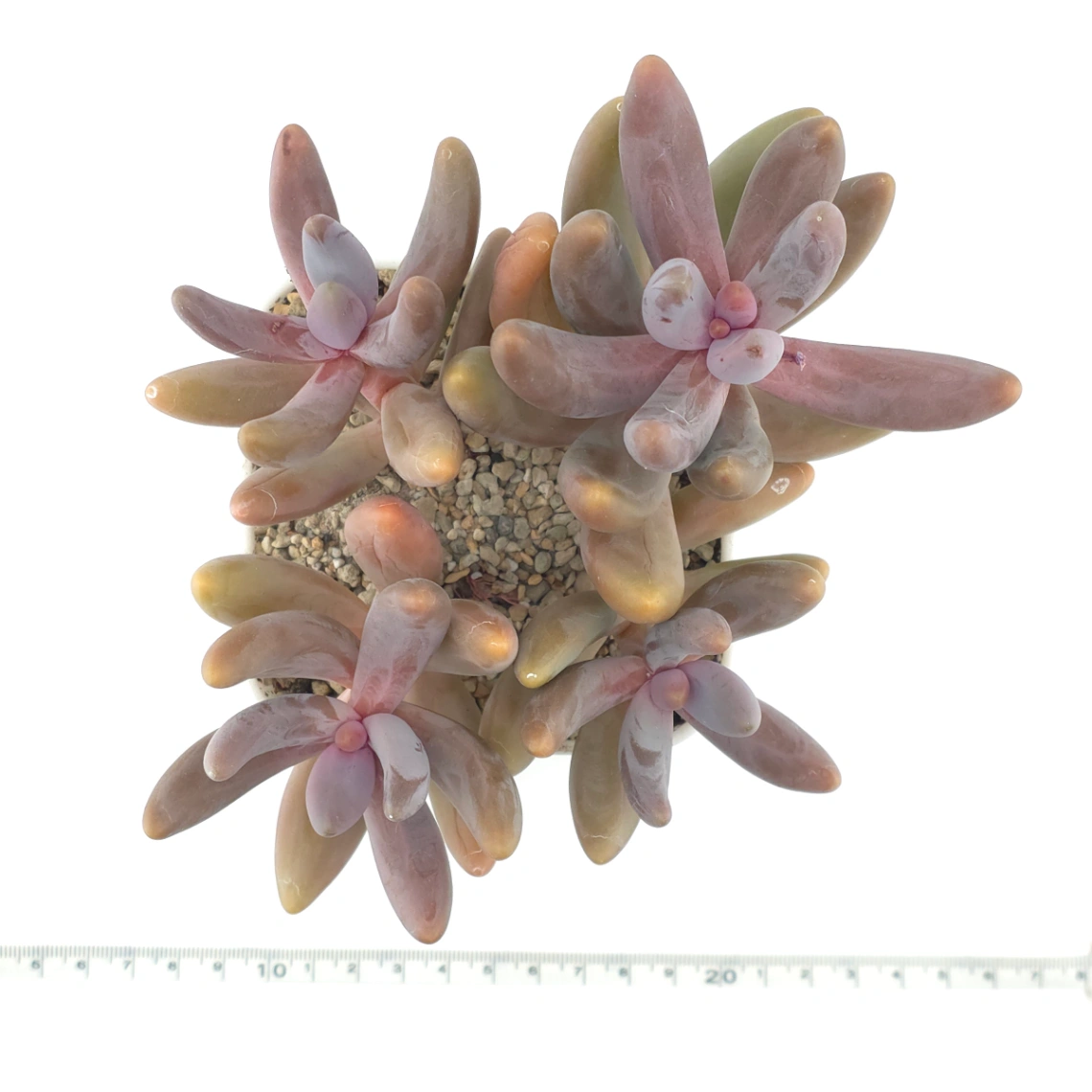 Pachyphytum ‘Ganzhou’ | 紅手指 thumbnail 4