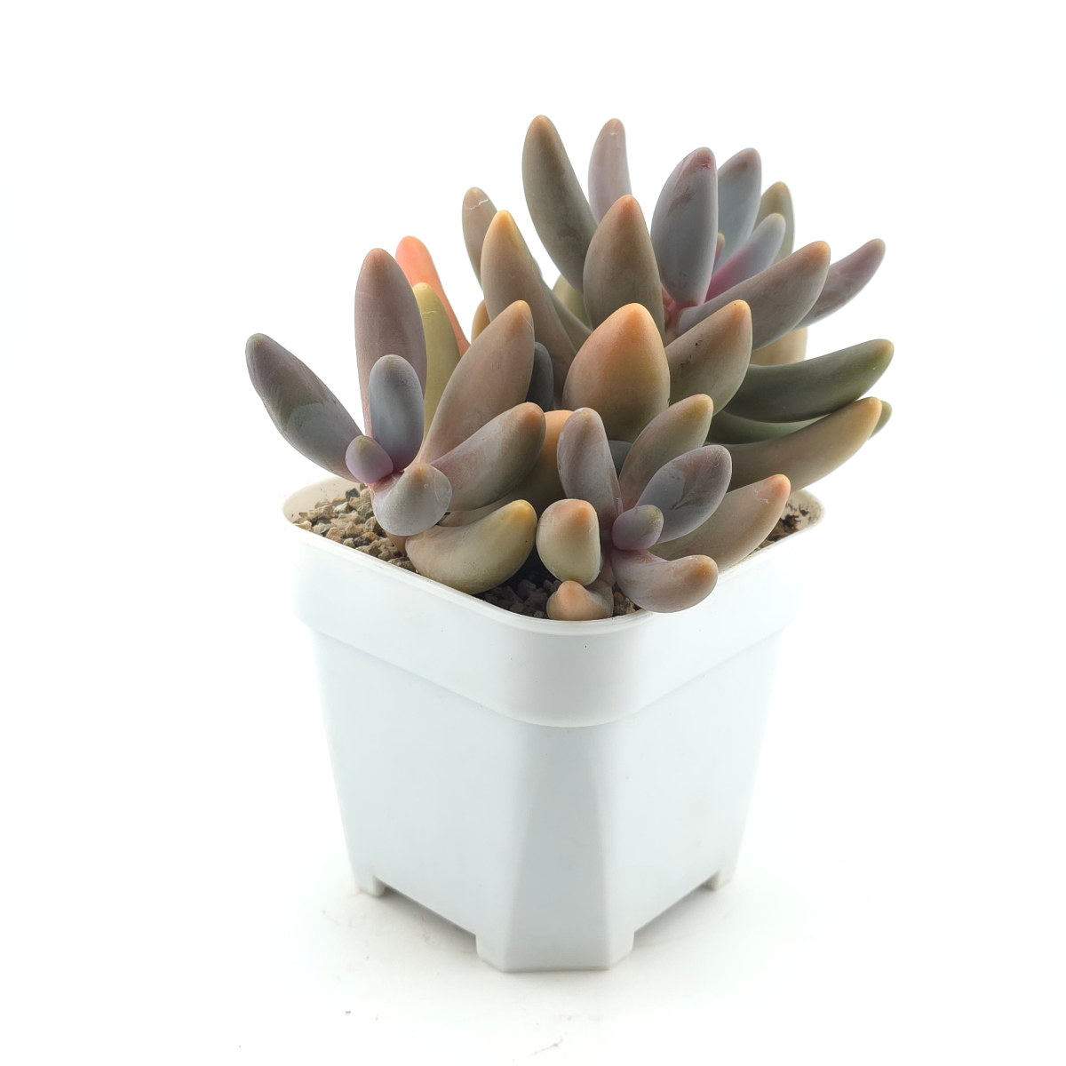 Pachyphytum ‘Ganzhou’ | 紅手指 thumbnail 3